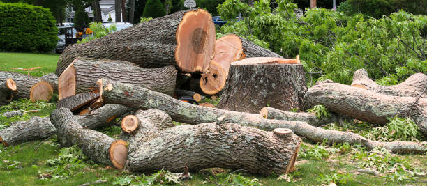 Best Tree Mulching  in Narragansett Pier, RI