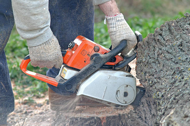 Tree and Shrub Care in Narragansett Pier, RI